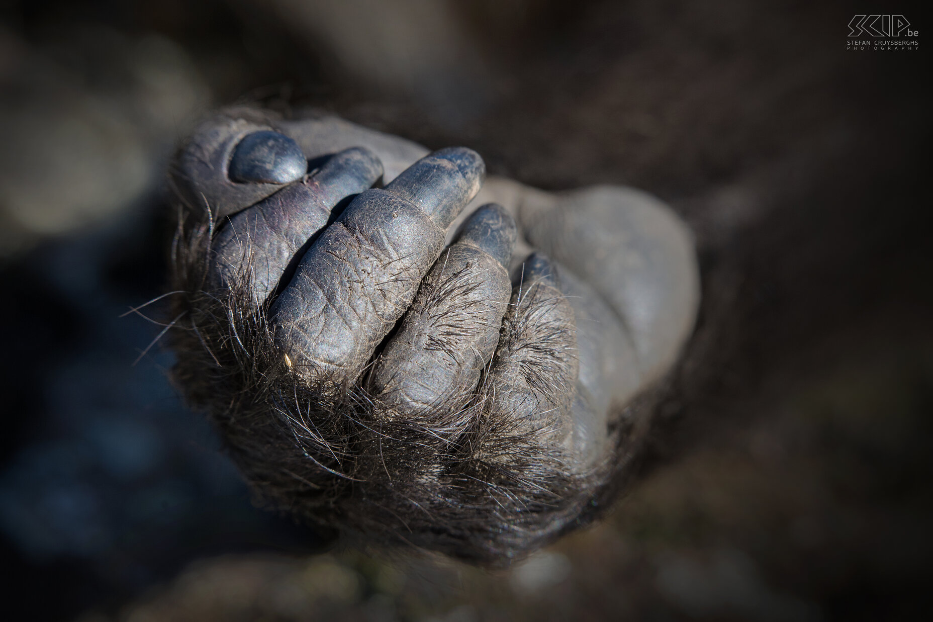 Simien Mountains - Ghenek - Gelada baboon hand  Stefan Cruysberghs